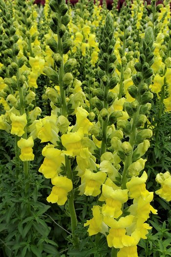 Snapdragon Yellow 